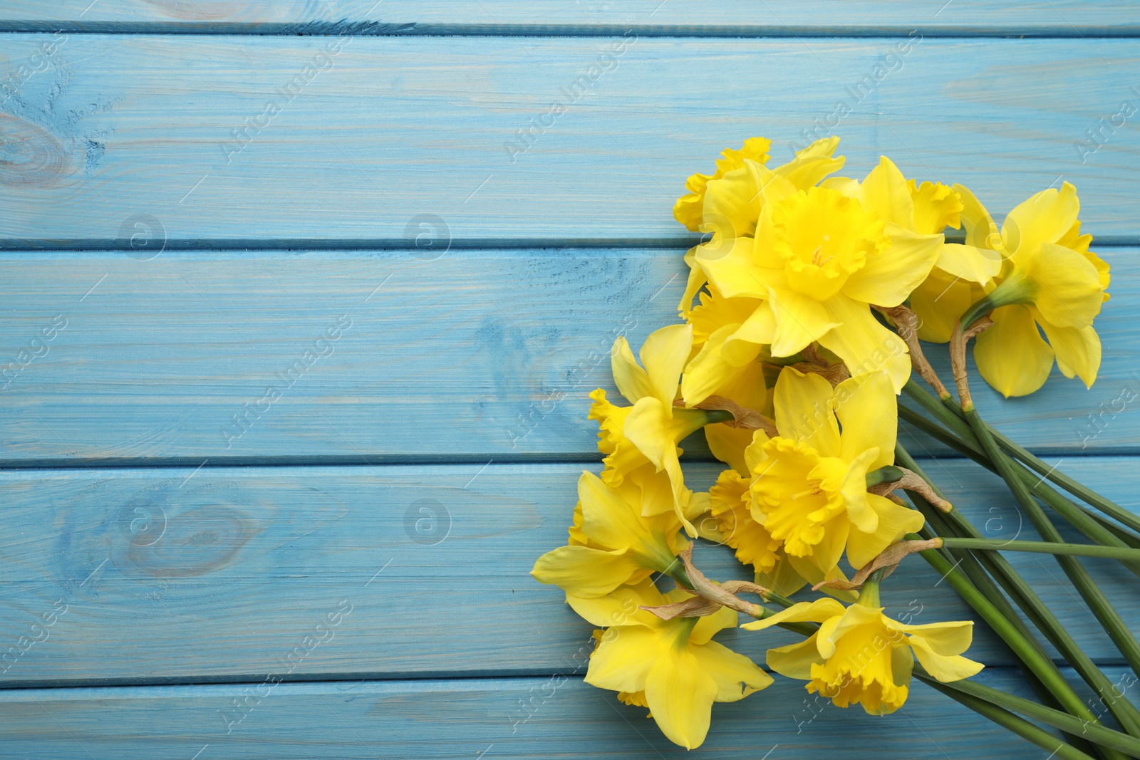 Photo of Beautiful daffodils on blue wooden table, top view. Space for text