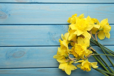Photo of Beautiful daffodils on blue wooden table, top view. Space for text
