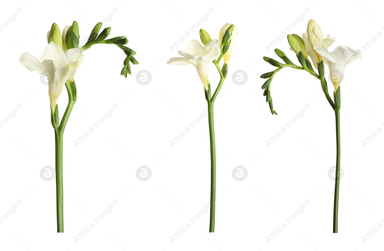 Image of Set with beautiful fragrant freesia flowers on white background