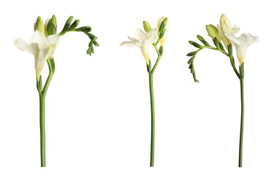 Set with beautiful fragrant freesia flowers on white background