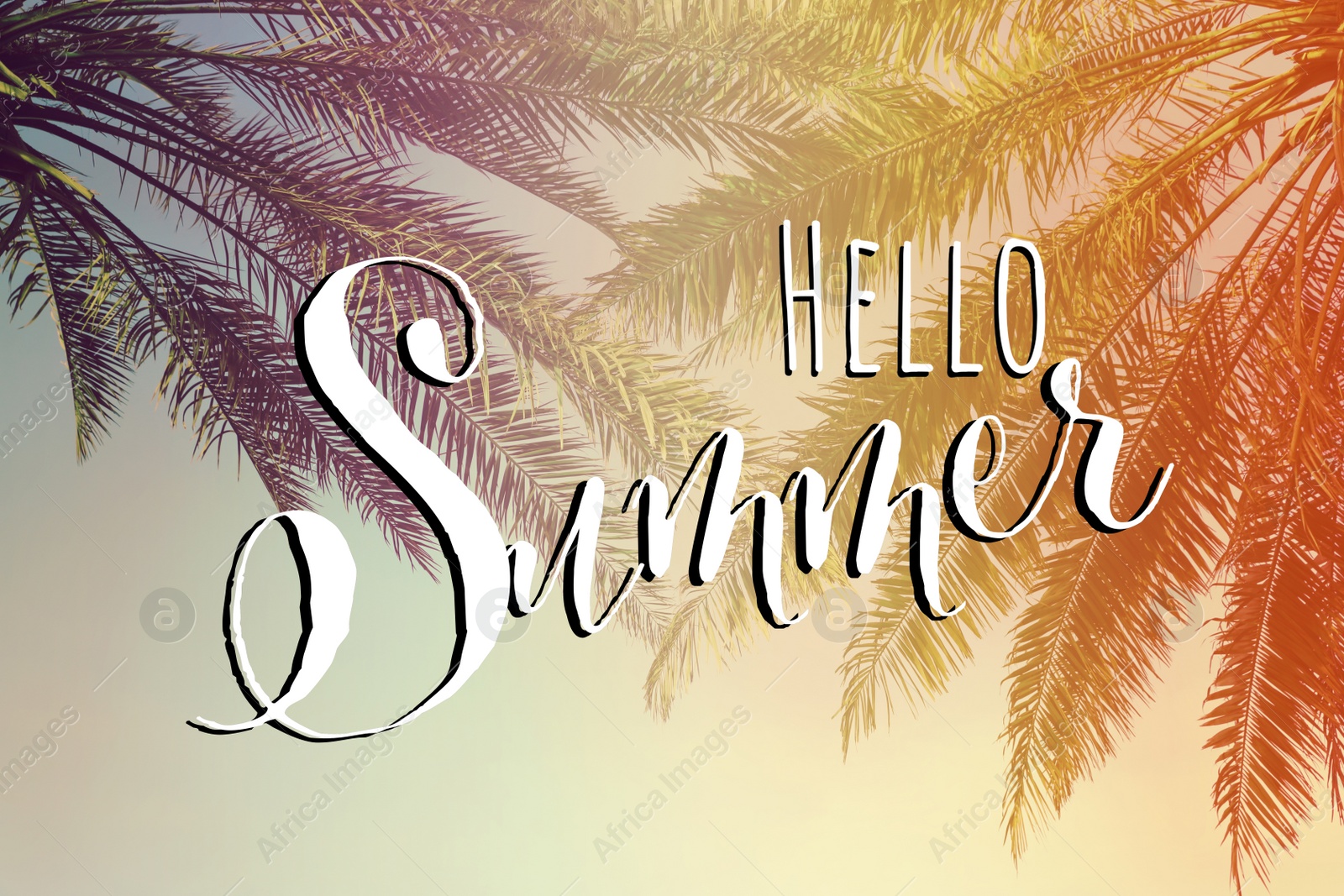 Image of Hello Summer. Beautiful tropical palm trees outdoors