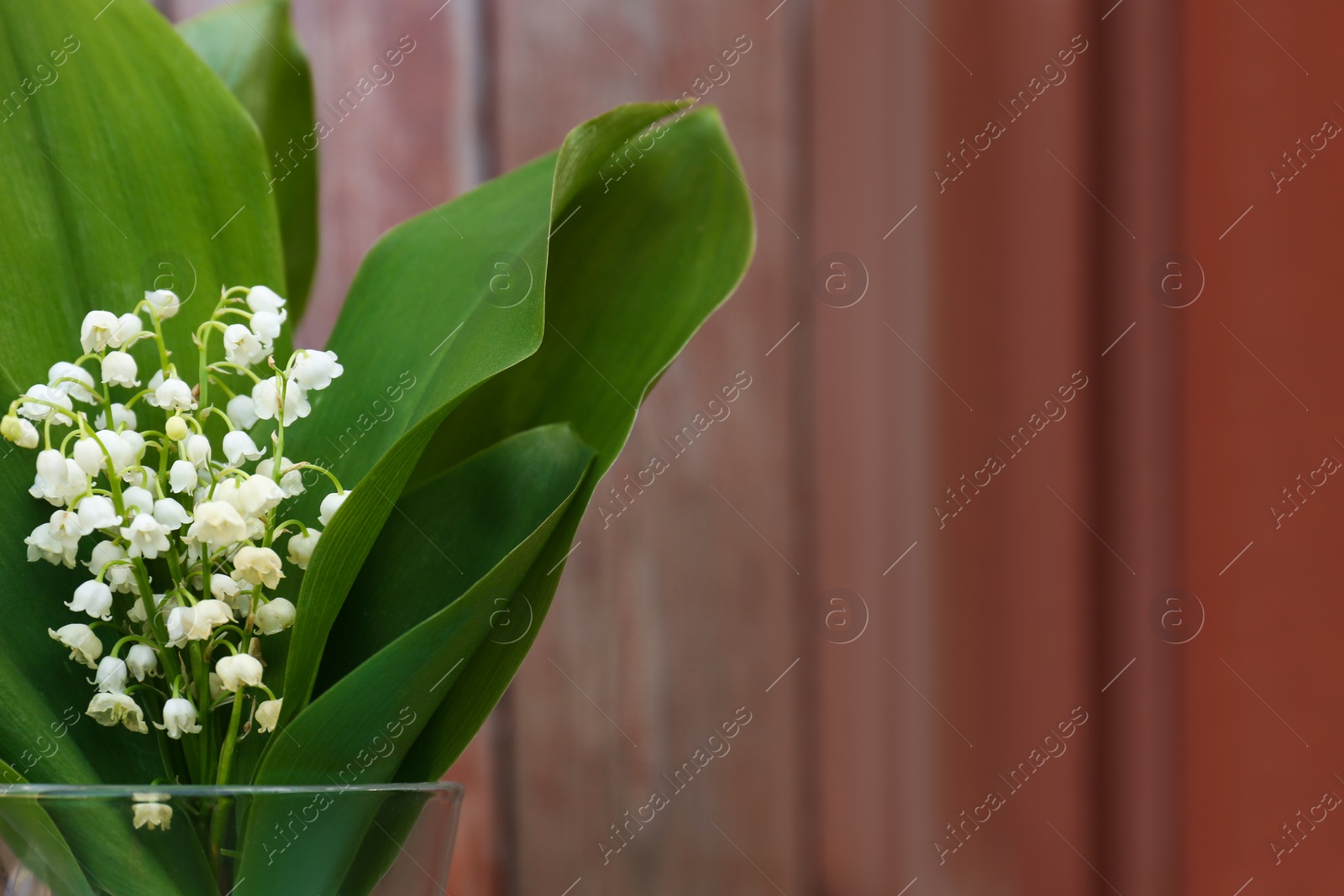 Photo of Beautiful lily of the valley flowers in glass vase against red wooden background, closeup. Space for text