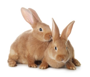 Photo of Cute bunnies isolated on white. Easter symbol