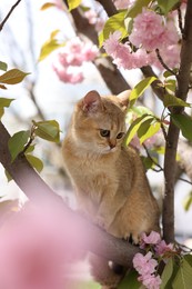 Photo of Cute cat on blossoming spring tree outdoors