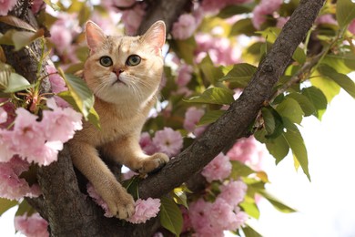 Cute cat on blossoming spring tree outdoors