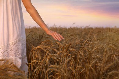 Woman in ripe wheat spikelets field, closeup. Space for text