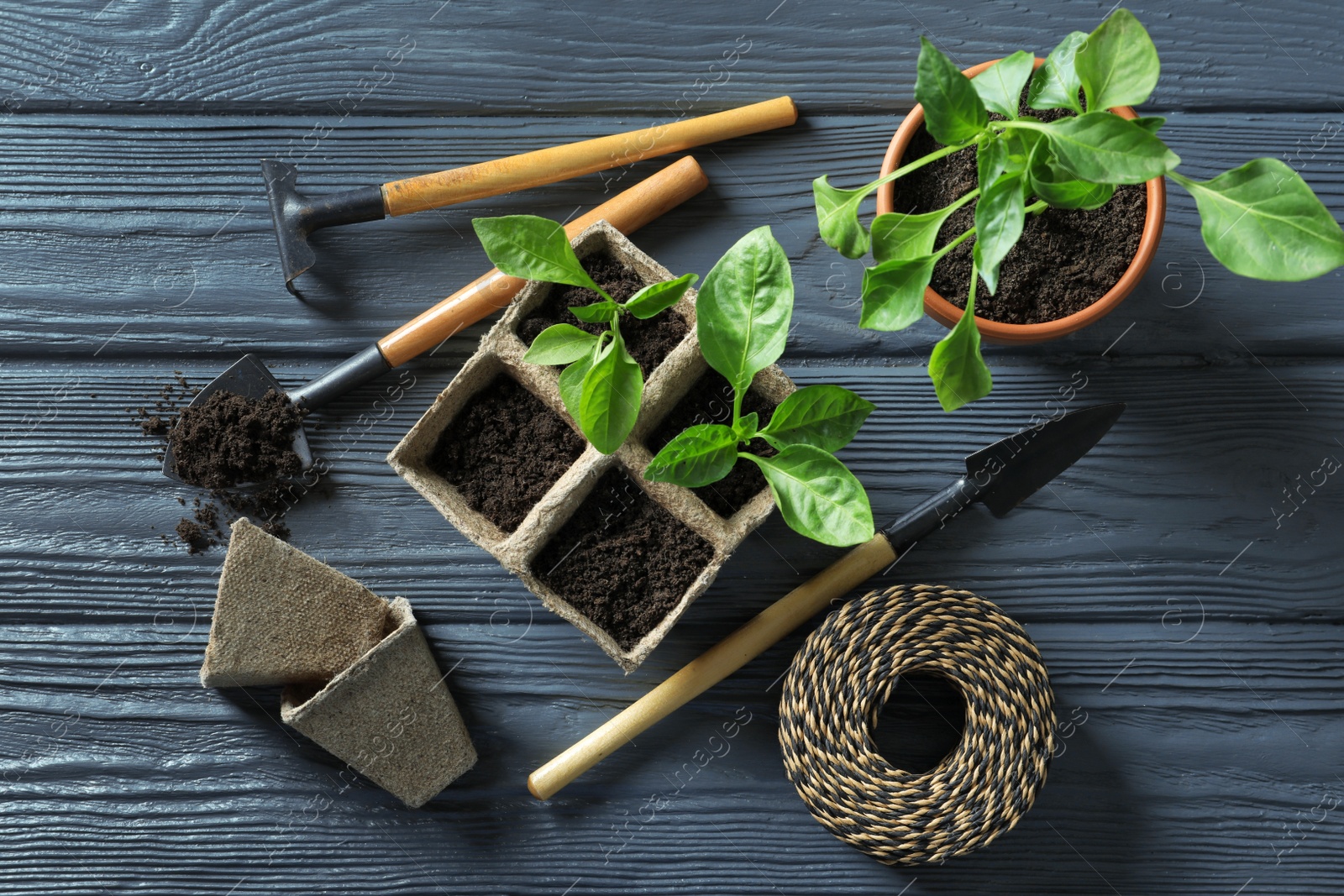 Photo of Flat lay composition with gardening tools and plants on wooden background