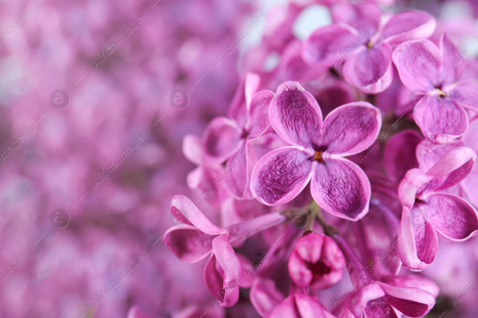 Photo of Closeup view of beautiful lilac flowers on blurred background, space for text