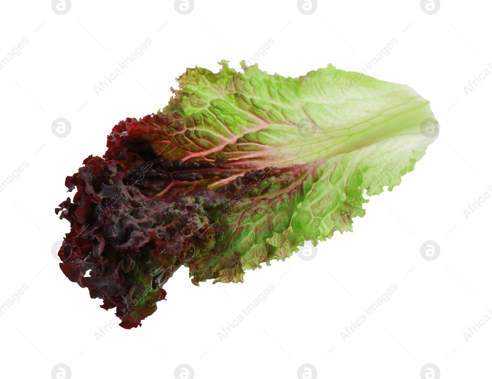 Photo of Leaf of fresh red coral lettuce isolated on white