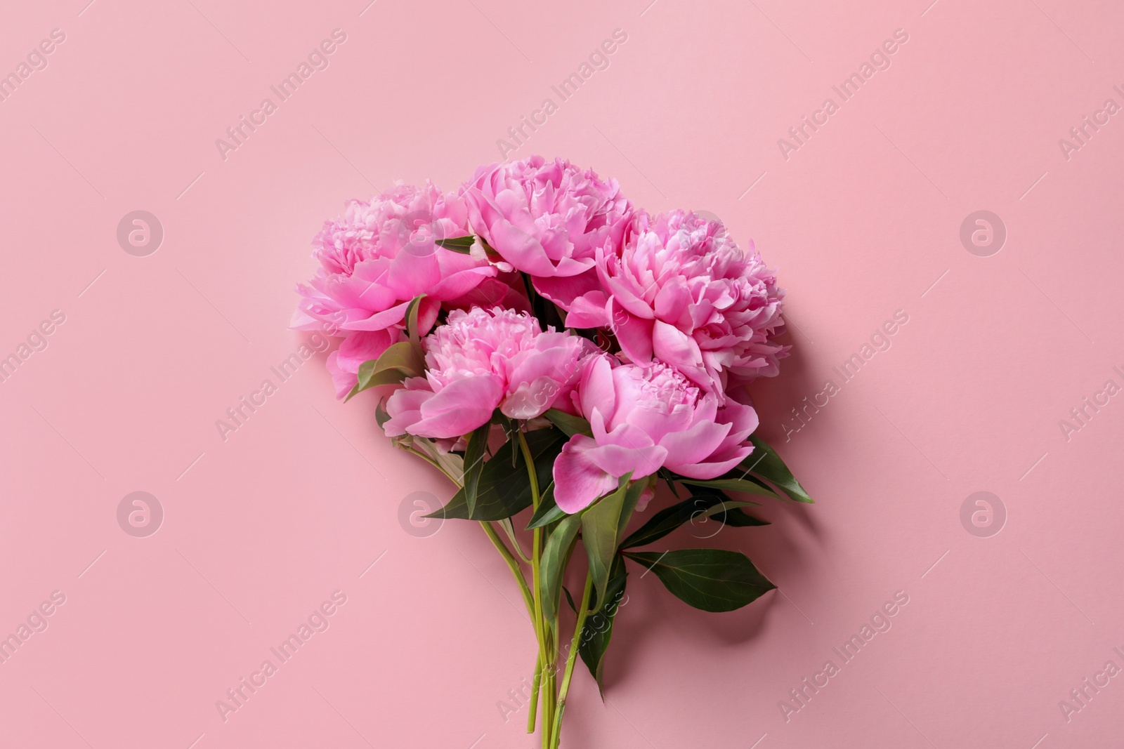 Photo of Beautiful fragrant peony flowers on color background