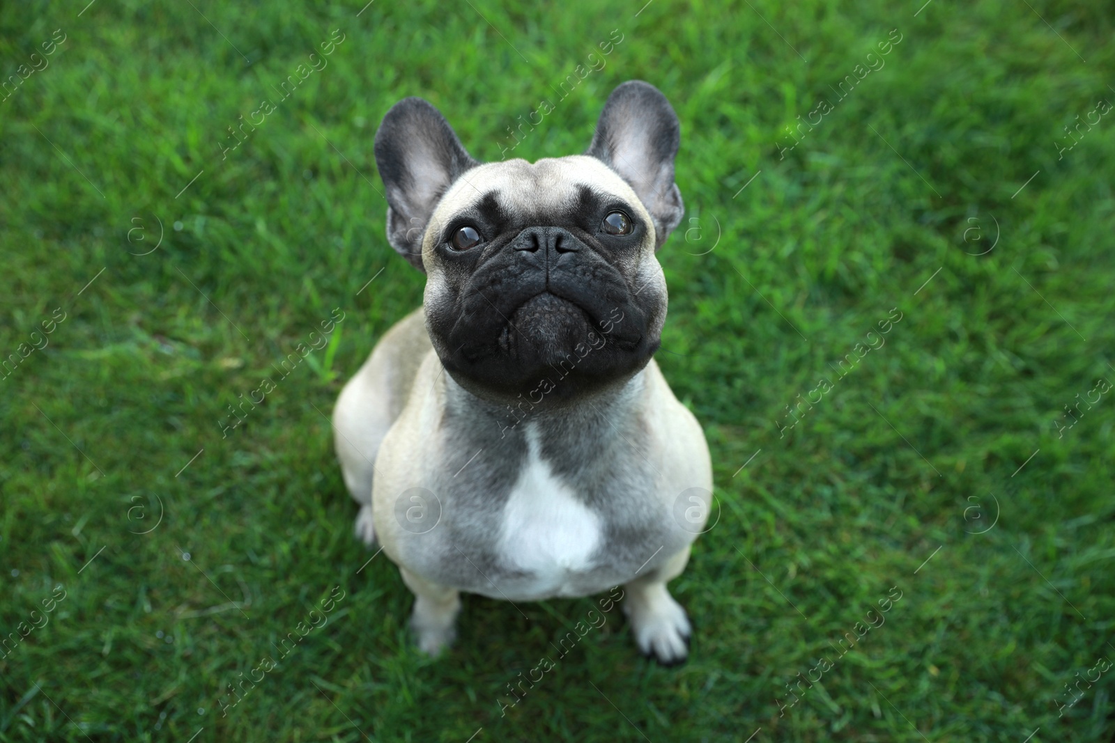 Photo of Cute French bulldog on green grass outdoors, above view. Lovely pet