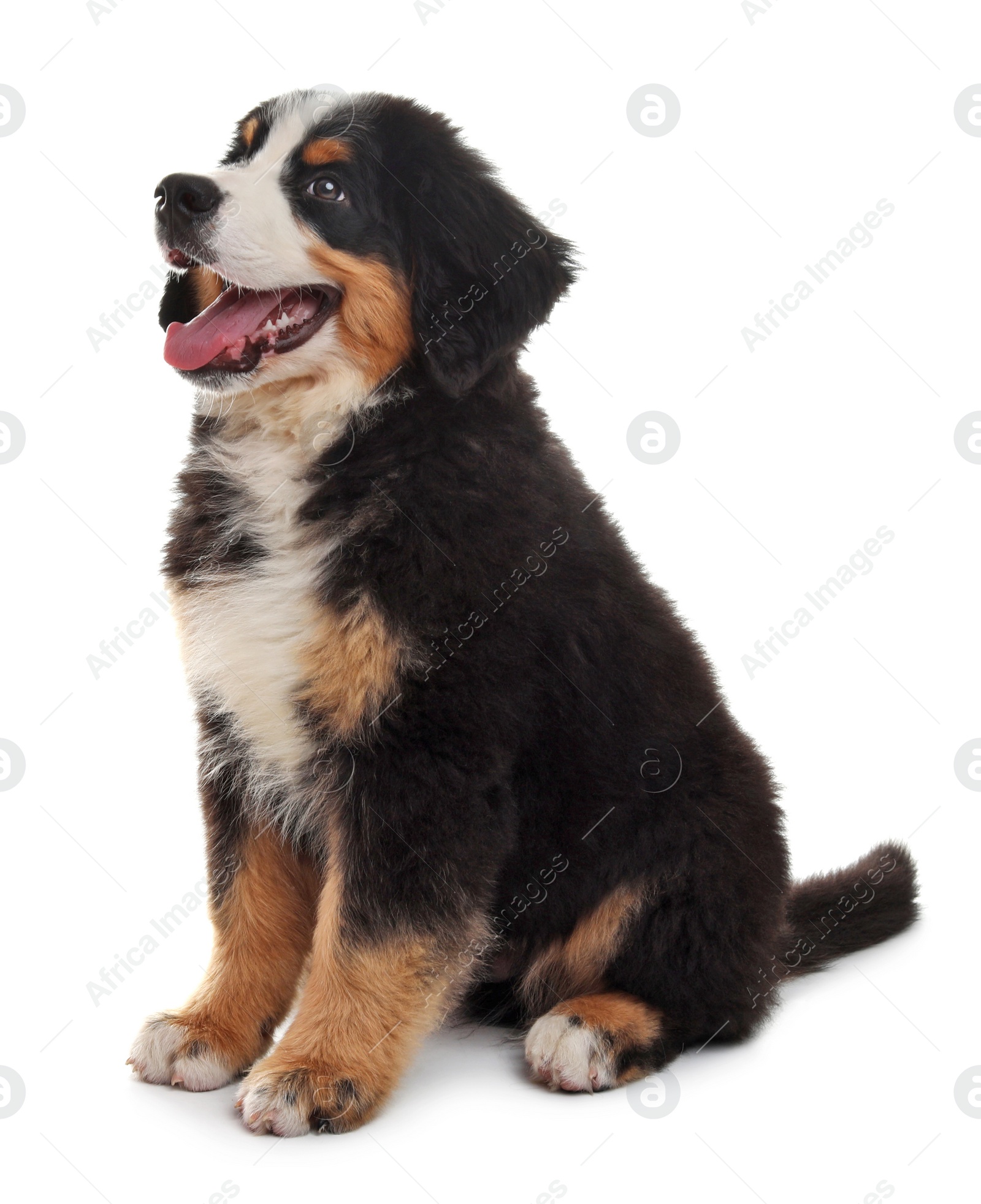 Photo of Adorable Bernese Mountain Dog puppy on white background