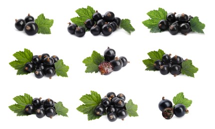 Image of Fresh black currants with green leaves on white background, collection