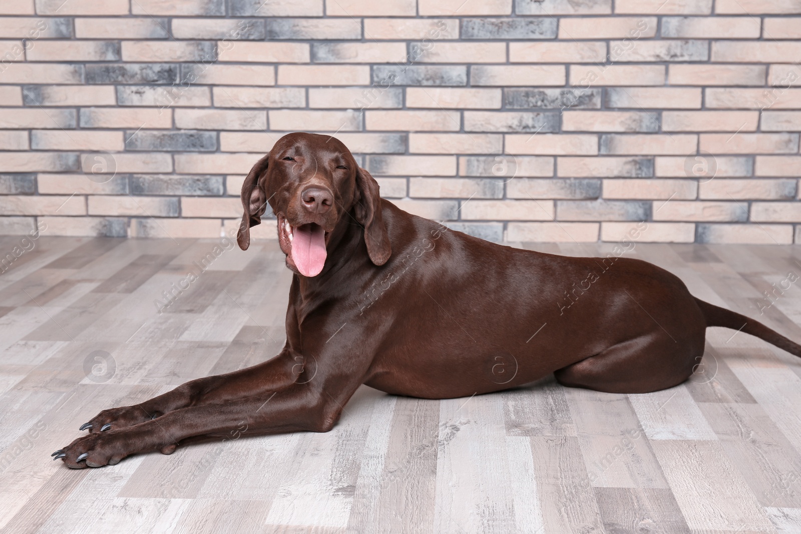 Photo of German Shorthaired Pointer dog lying on floor