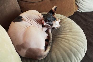 Photo of Adorable Sphynx cat lying on pillow indoors. Cute pet