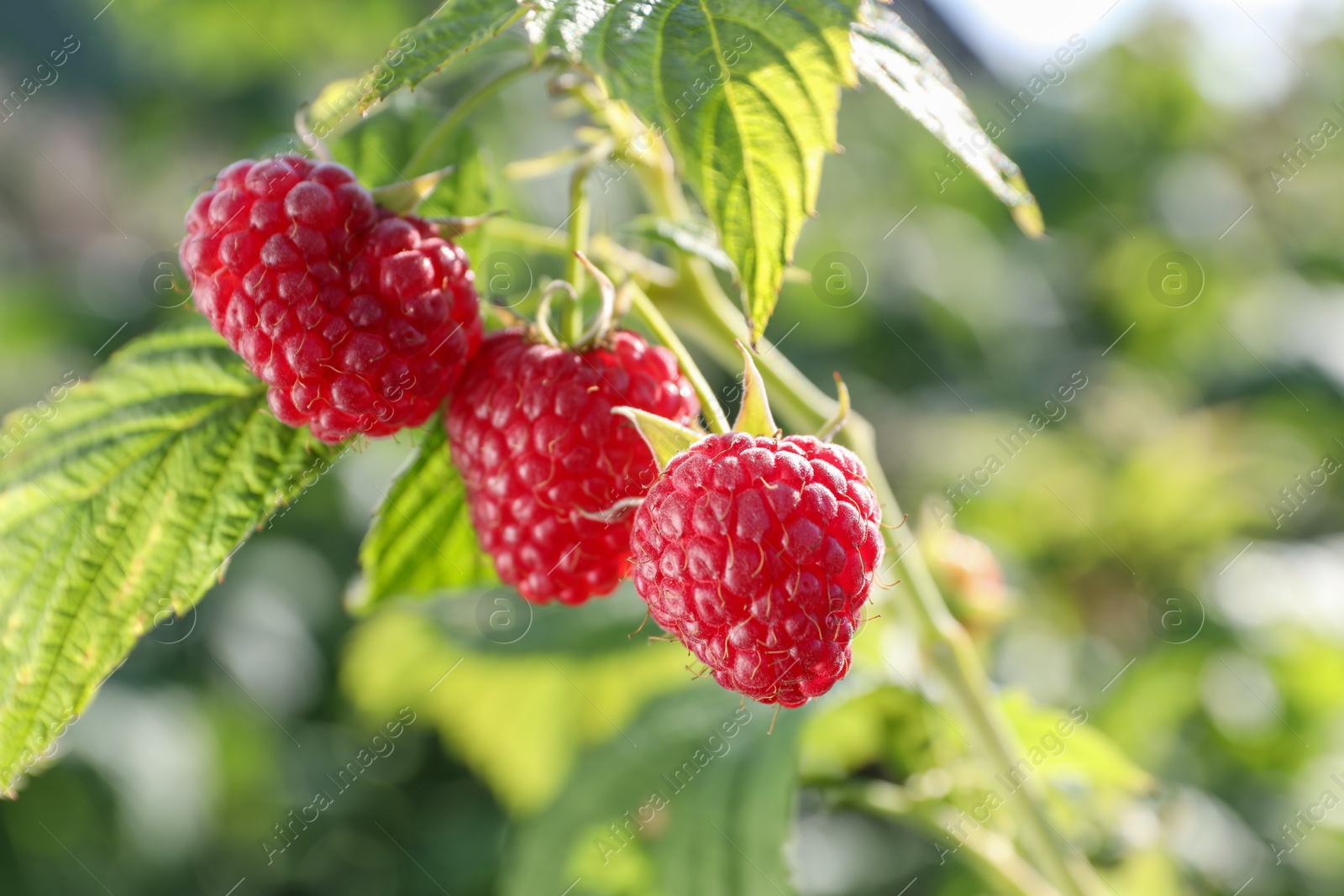 Photo of Red raspberries growing on bush outdoors, closeup