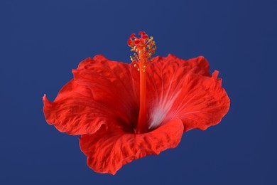 Photo of Beautiful red hibiscus flower on blue background