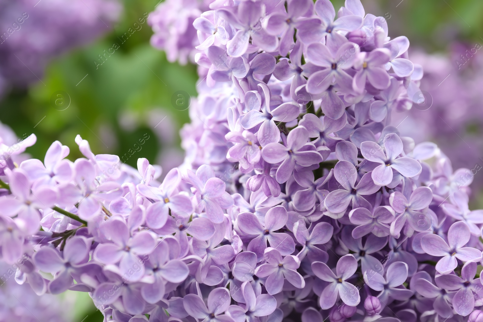 Photo of Blossoming lilac outdoors on spring day