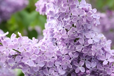 Blossoming lilac outdoors on spring day