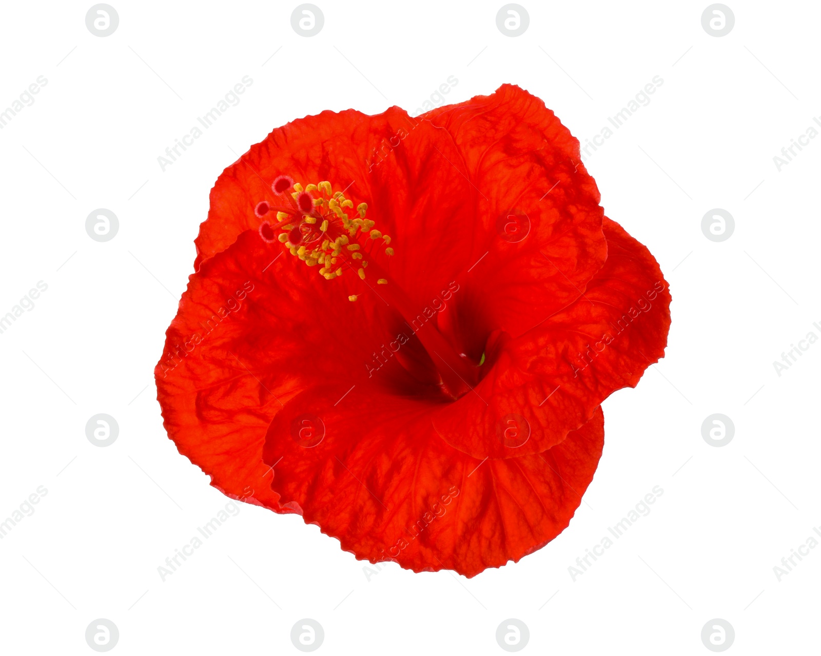 Photo of Beautiful red hibiscus flower isolated on white