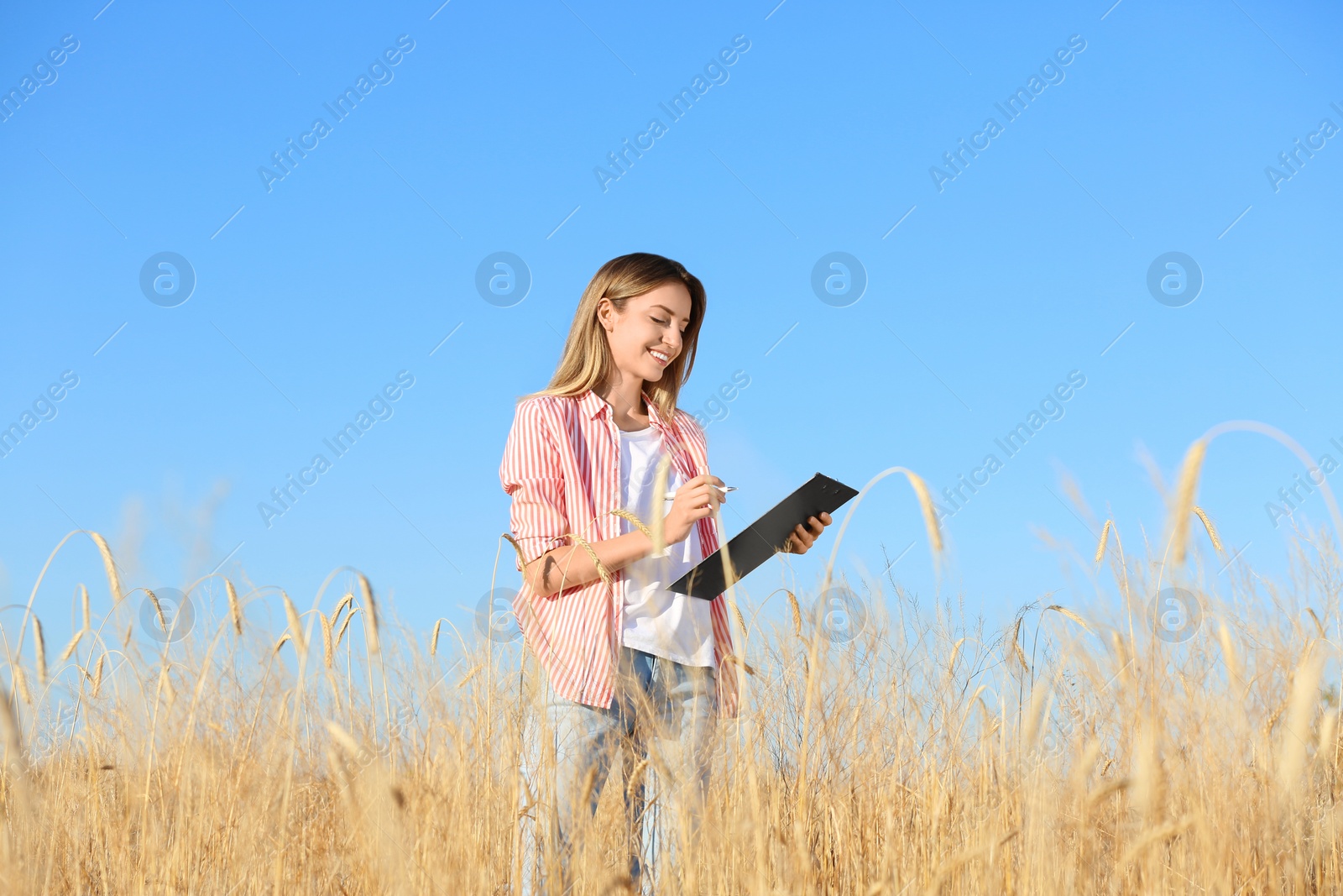 Photo of Agronomist with clipboard in wheat field. Cereal grain crop