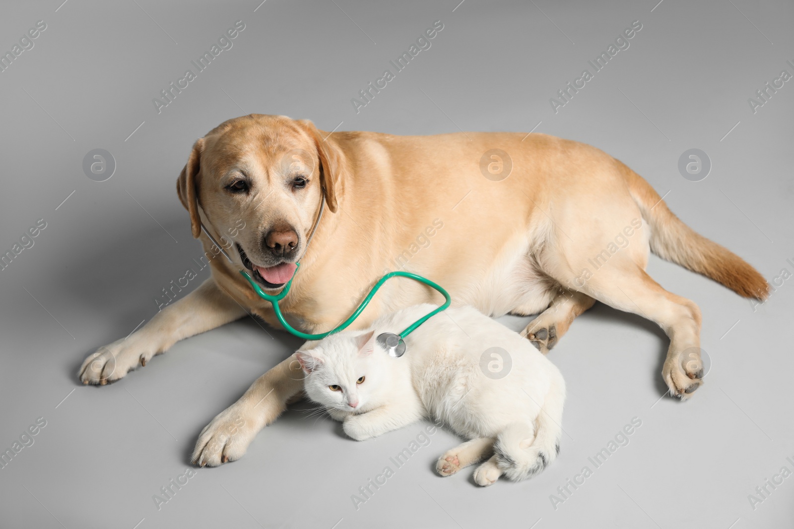 Photo of Cute Labrador dog with stethoscope as veterinarian and cat on grey background