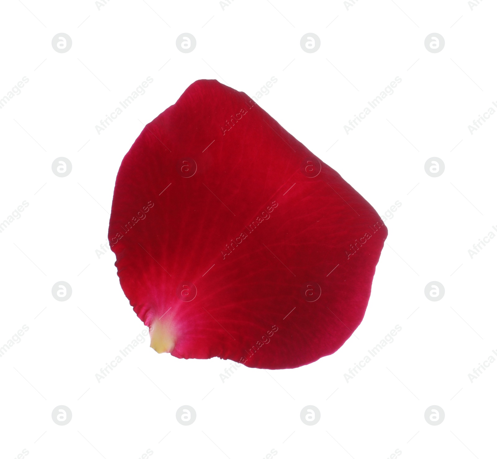 Photo of Red rose flower petal on white background