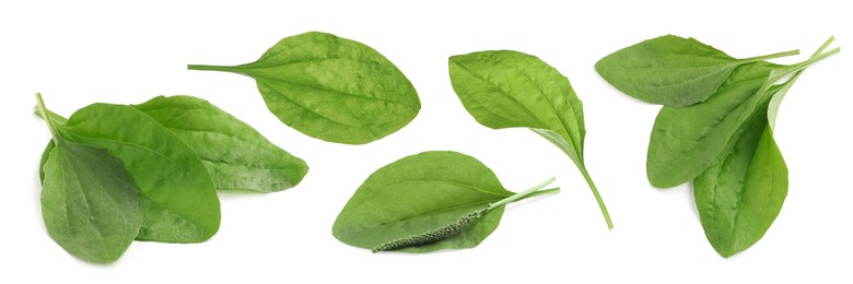 Image of Set with fresh broadleaf plantain plants on white background. Banner design