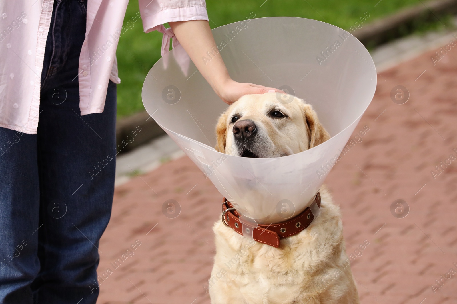 Photo of Woman petting her adorable Labrador Retriever dog in Elizabethan collar outdoors, closeup