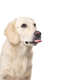 Cute Labrador Retriever showing tongue on white background