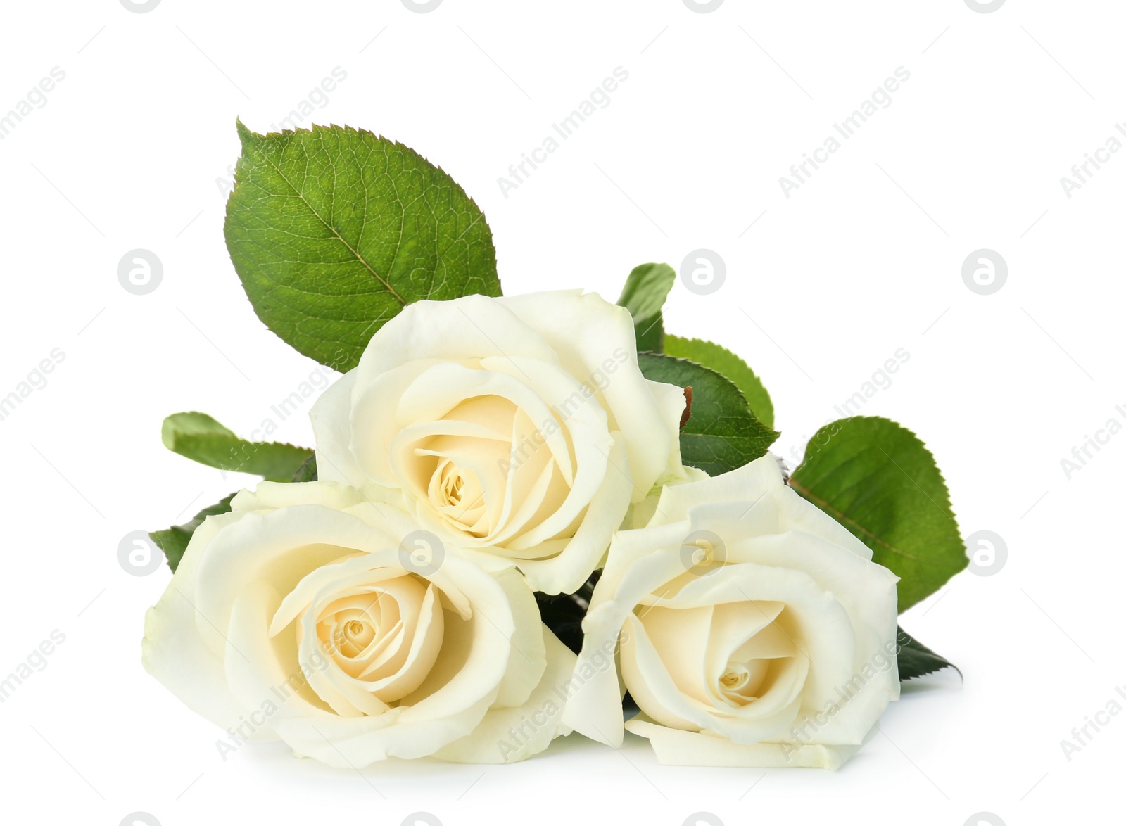 Photo of Beautiful fresh roses on white background. Funeral symbol