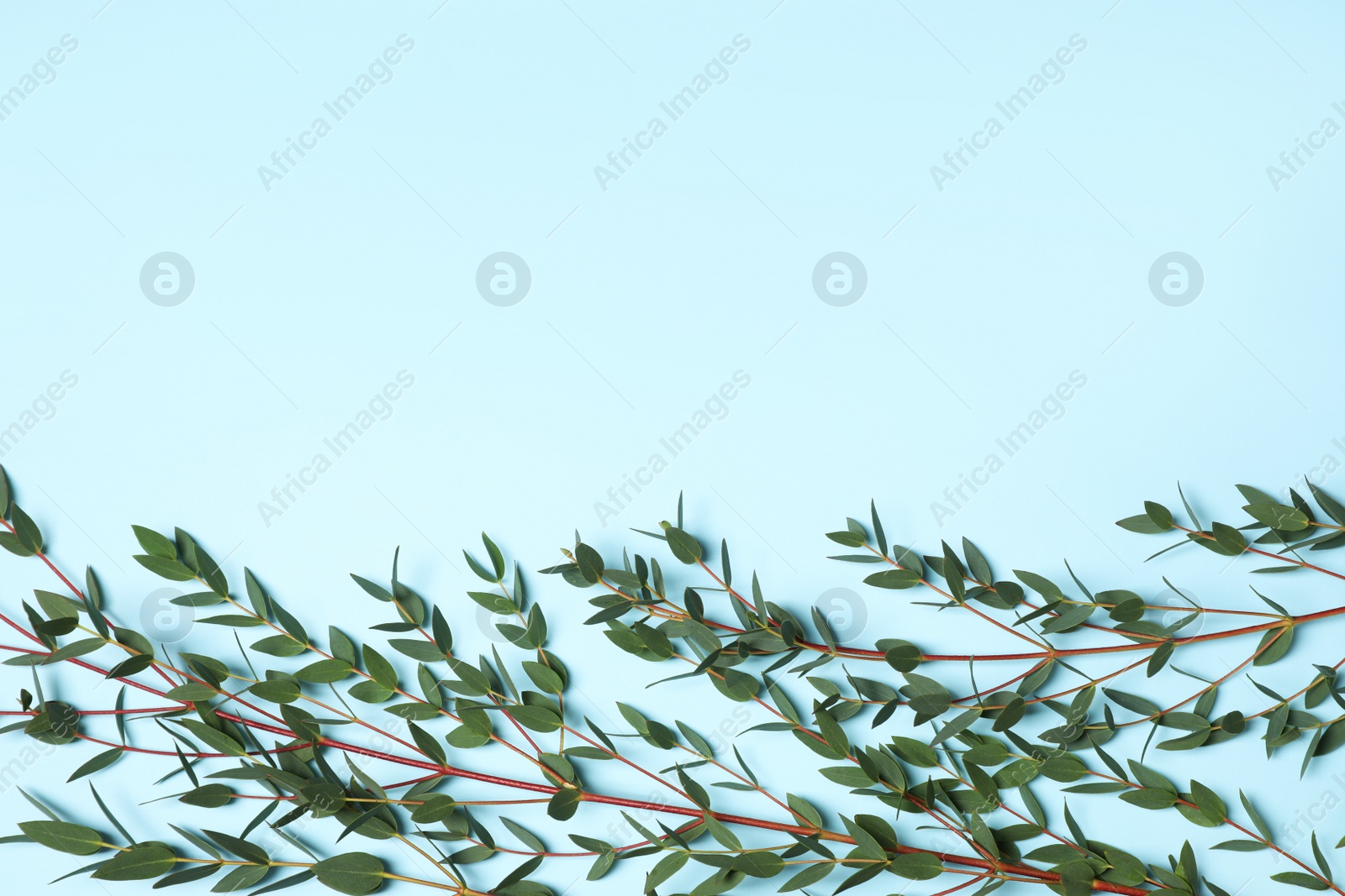 Photo of Eucalyptus branches with fresh leaves on light blue background, flat lay. Space for text