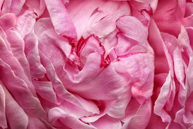 Photo of Closeup view of beautiful blooming peony as background. Floral decor