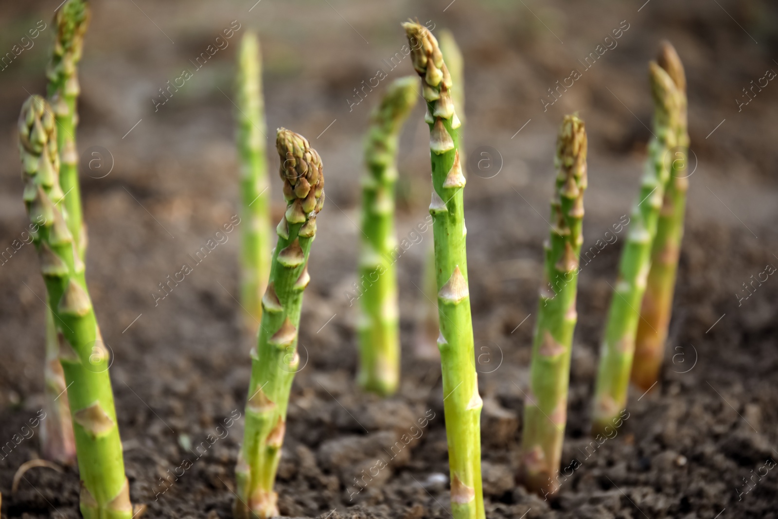 Photo of Fresh asparagus growing in field, closeup view