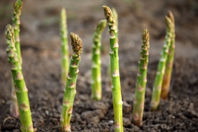 Fresh asparagus growing in field, closeup view