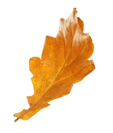 Photo of Beautiful autumn leaf on white background. Fall foliage