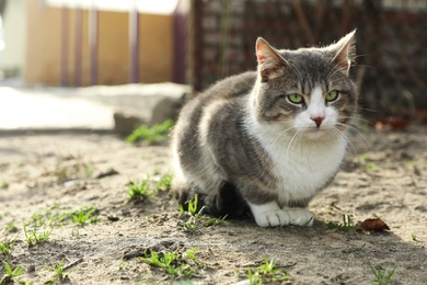Lonely stray cat outdoors. Pet homelessness problem
