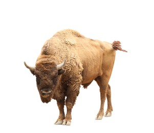 American bison on white background. Wild animal