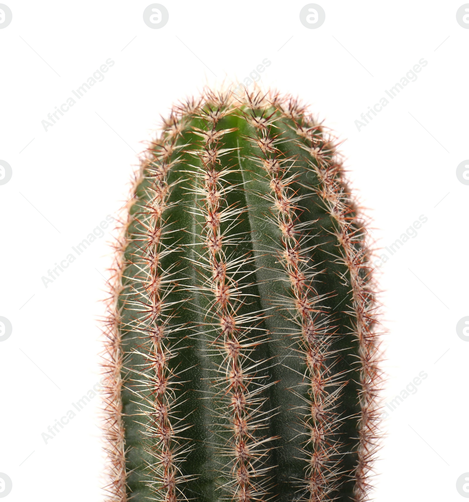 Photo of Beautiful green cactus isolated on white, closeup. Tropical plant