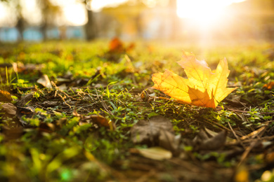 Photo of Autumn leaf on green grass in park. Bokeh effect