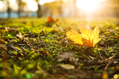 Autumn leaf on green grass in park. Bokeh effect