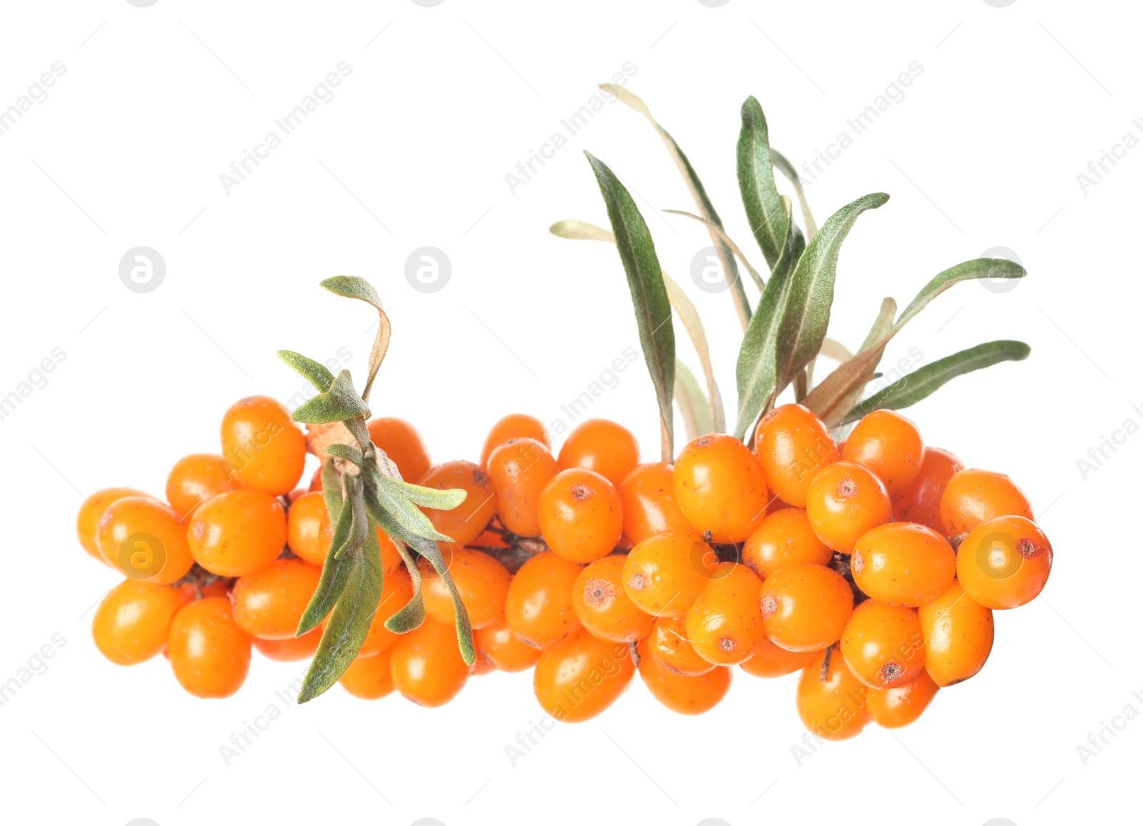 Photo of Sea buckthorn branch with ripe berries and leaves on white background