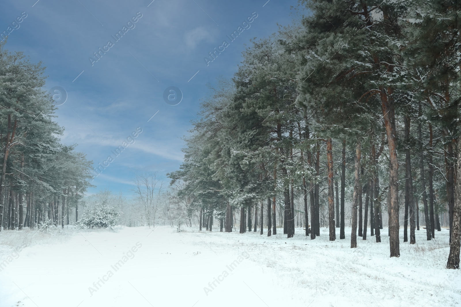 Photo of Beautiful forest covered with snow in winter