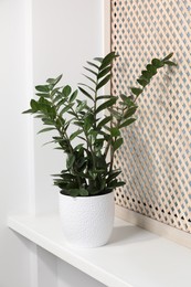 Photo of Beautiful potted houseplant on white window sill