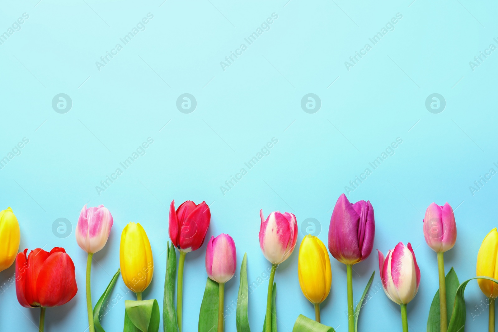 Photo of Beautiful spring tulip flowers on color background, top view. Space for text