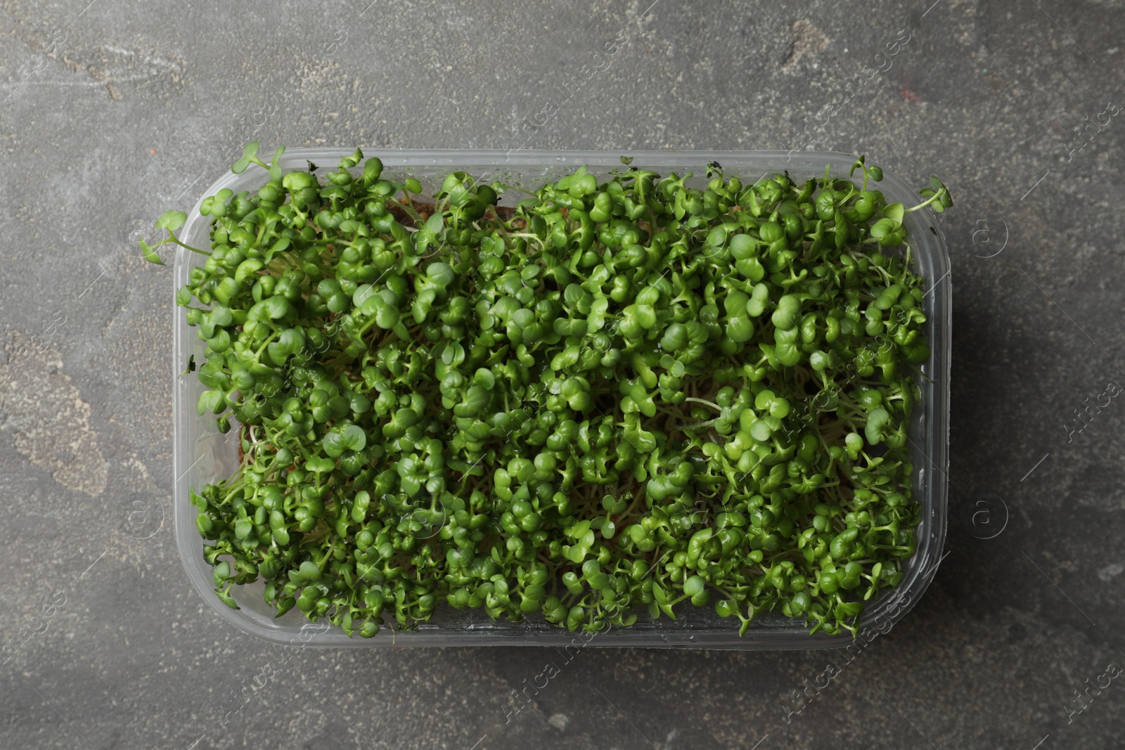 Photo of Sprouted arugula seeds in plastic container on grey table, top view