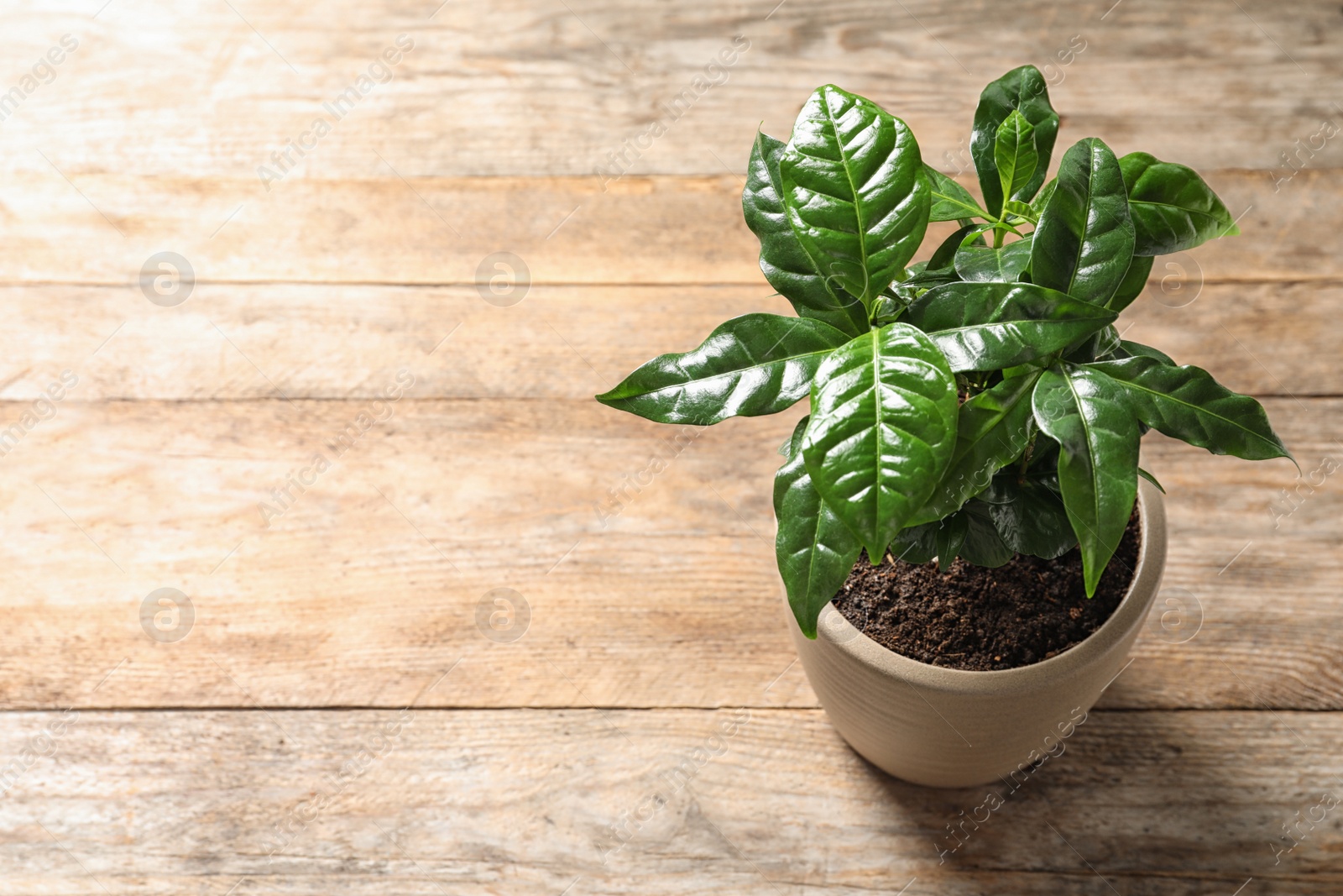 Photo of Fresh coffee plant with green leaves in pot on wooden table, above view. Space for text