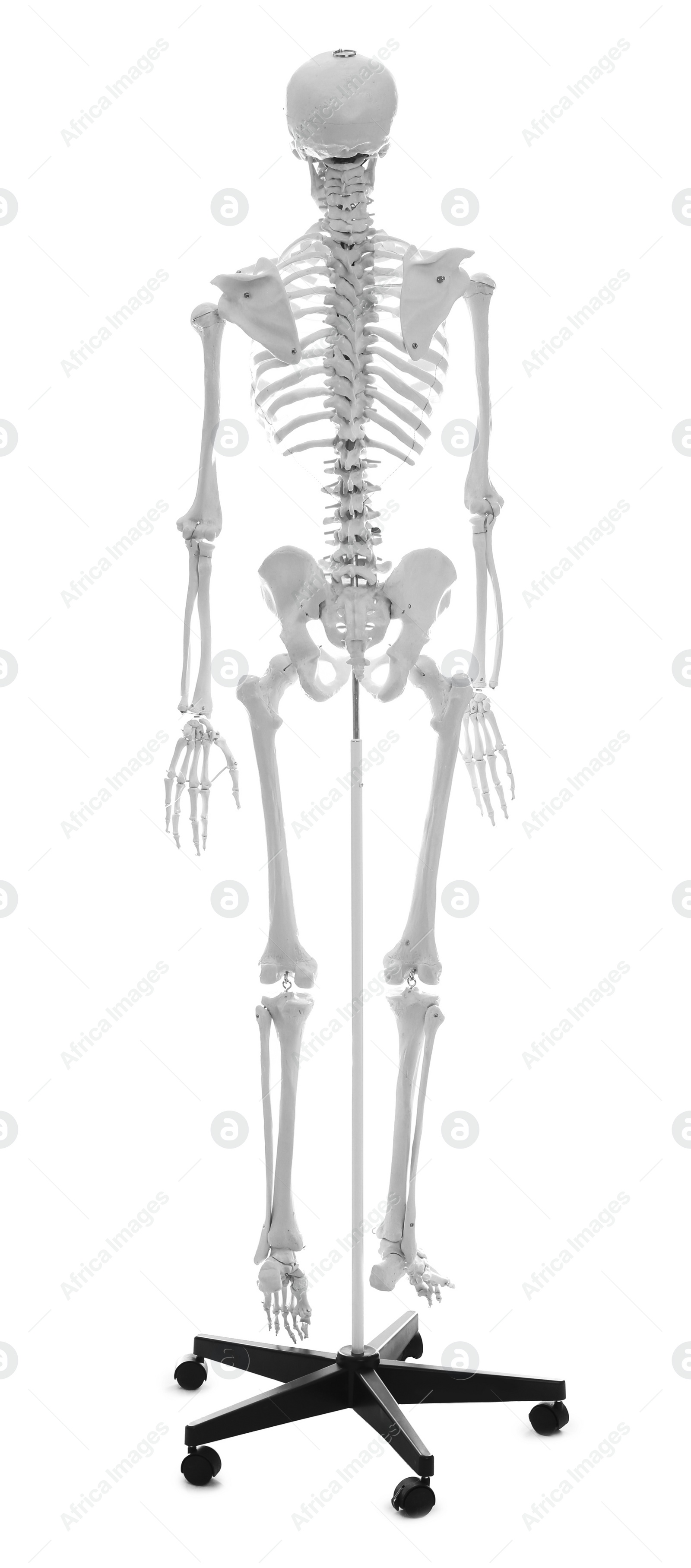 Photo of Artificial human skeleton model isolated on white