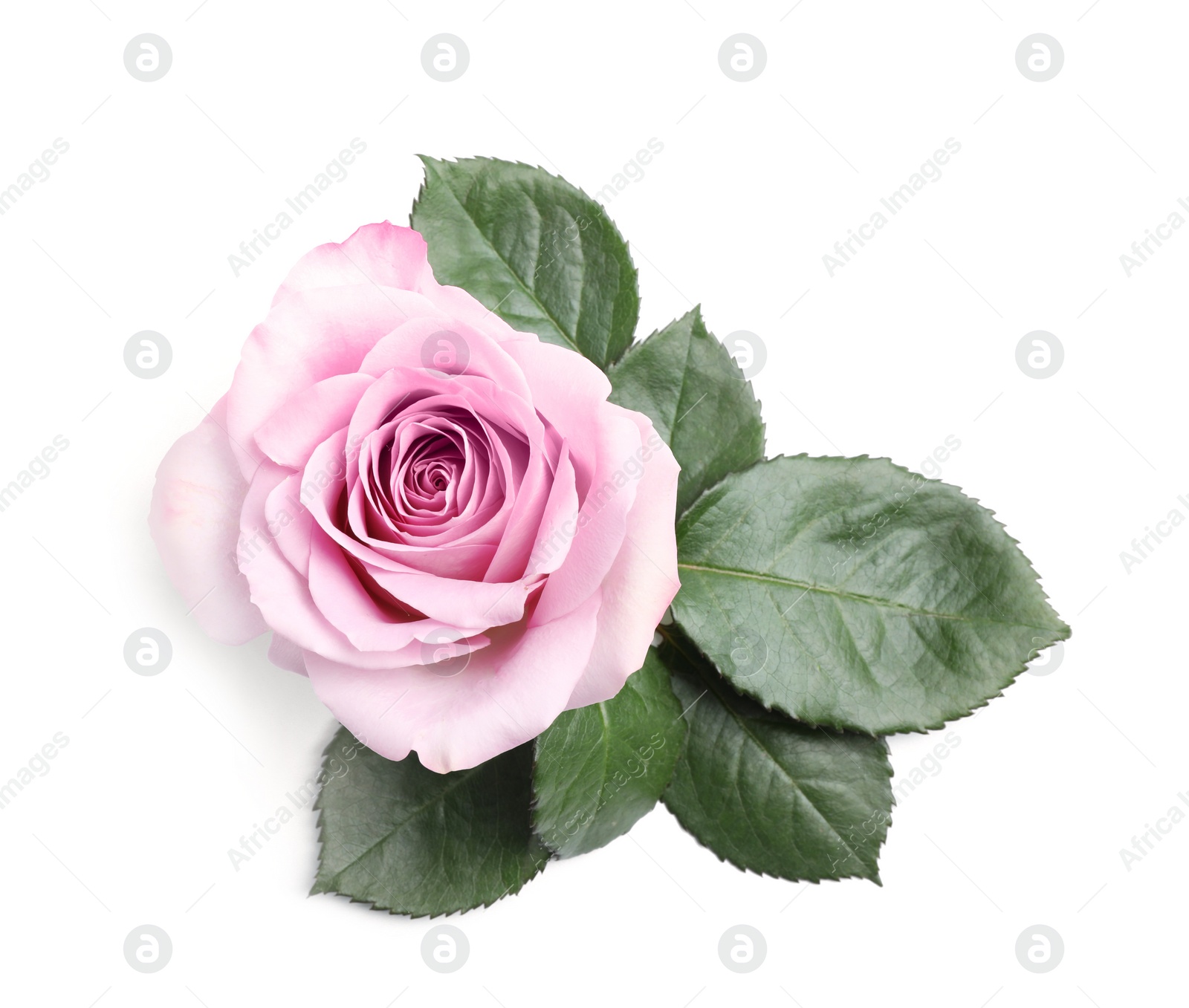 Photo of Beautiful blooming rose flower on white background, top view