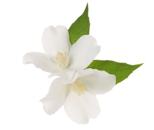 Branch of jasmine flowers and leaves isolated on white